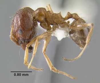 Media type: image;   Entomology 17003 Aspect: habitus lateral view
